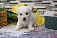 lysa, a female Bichon Frise for sale in Grovespring, MO – Photo 4 of 10