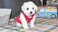 madison, a female Bichon Frise for sale in Grovespring, MO – Photo 2 of 10