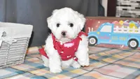 madison, a female Bichon Frise for sale in Grovespring, MO – Photo 4 of 10