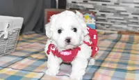 madison, a female Bichon Frise for sale in Grovespring, MO – Photo 9 of 10