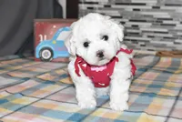 madison, a female Bichon Frise for sale in Grovespring, MO – Photo 8 of 10