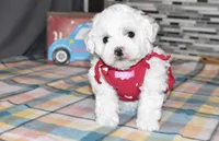 madison, a female Bichon Frise for sale in Grovespring, MO – Photo 7 of 10