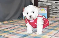 madison, a female Bichon Frise for sale in Grovespring, MO – Photo 10 of 10