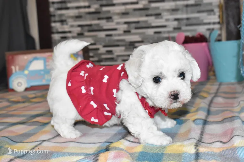 madison, a female Bichon Frise for sale in Grovespring, MO – Photo 1 of 10