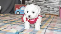 madison, a female Bichon Frise for sale in Grovespring, MO – Photo 5 of 10