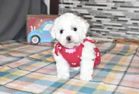 madison, a female Bichon Frise for sale in Grovespring, MO – Photo 6 of 10