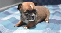 lyda, a female Chihuahua for sale in Grovespring, MO – Photo 2 of 9