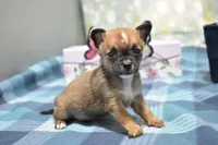 lyda, a female Chihuahua for sale in Grovespring, MO – Photo 3 of 10