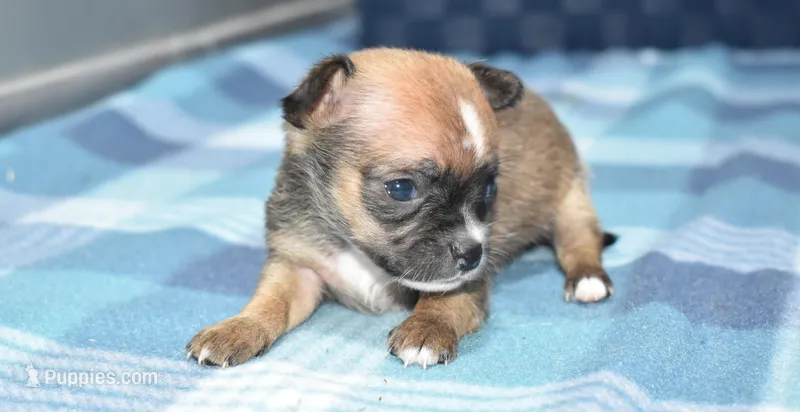lyda – Chihuahua puppy for sale in Grovespring, MO