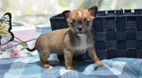 lyda, a female Chihuahua for sale in Grovespring, MO – Photo 5 of 10