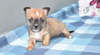 lyda, a female Chihuahua for sale in Grovespring, MO – Photo 9 of 10