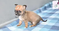 lyda, a female Chihuahua for sale in Grovespring, MO – Photo 2 of 10