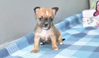 lyda, a female Chihuahua for sale in Grovespring, MO – Photo 10 of 10