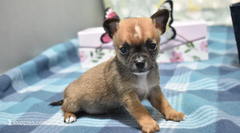 lyda – Chihuahua puppy for sale in Grovespring, MO