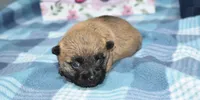 Sabrina, a female Cairn Terrier for sale in Grovespring, MO – Photo 7 of 9