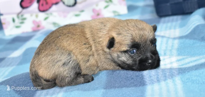 Sabrina – Cairn Terrier puppy for sale in Grovespring, MO