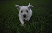 jade, a female West Highland White Terrier for sale in Grovespring, MO – Photo 8 of 10