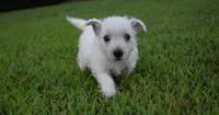 jade, a female West Highland White Terrier for sale in Grovespring, MO – Photo 7 of 10