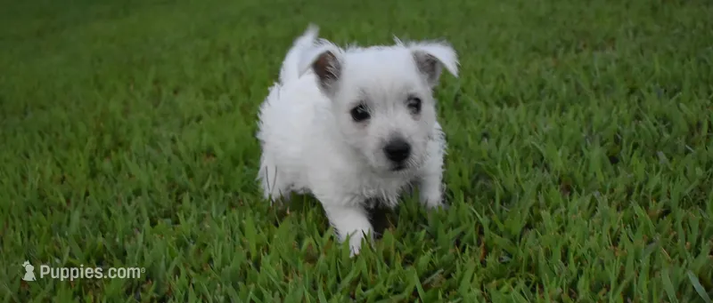 jade, a female West Highland White Terrier for sale in Grovespring, MO – Photo 1 of 10