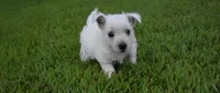 jade, a female West Highland White Terrier for sale in Grovespring, MO – Photo 1 of 10