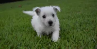 jade, a female West Highland White Terrier for sale in Grovespring, MO – Photo 6 of 10