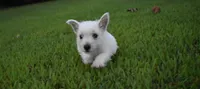 jade, a female West Highland White Terrier for sale in Grovespring, MO – Photo 4 of 10