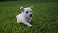 jade, a female West Highland White Terrier for sale in Grovespring, MO – Photo 9 of 10