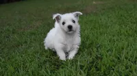 jade, a female West Highland White Terrier for sale in Grovespring, MO – Photo 10 of 10