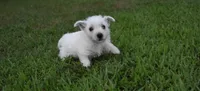 jade, a female West Highland White Terrier for sale in Grovespring, MO – Photo 3 of 10