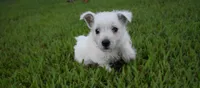 jade, a female West Highland White Terrier for sale in Grovespring, MO – Photo 5 of 10