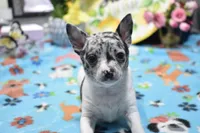 kane, a male Chihuahua for sale in Grovespring, MO – Photo 10 of 10