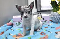 kane, a male Chihuahua for sale in Grovespring, MO – Photo 6 of 10