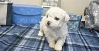 ryan, a male Bichon Frise for sale in Grovespring, MO – 6 of 7