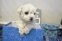 ryan, a male Bichon Frise for sale in Grovespring, MO – 3 of 7