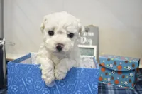 ryan, a male Bichon Frise for sale in Grovespring, MO – 7 of 7