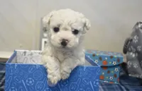 ryan, a male Bichon Frise for sale in Grovespring, MO – 2 of 7