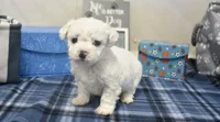ryan, a male Bichon Frise for sale in Grovespring, MO – 5 of 7