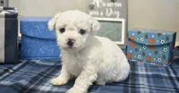 ryan, a male Bichon Frise for sale in Grovespring, MO – 4 of 7