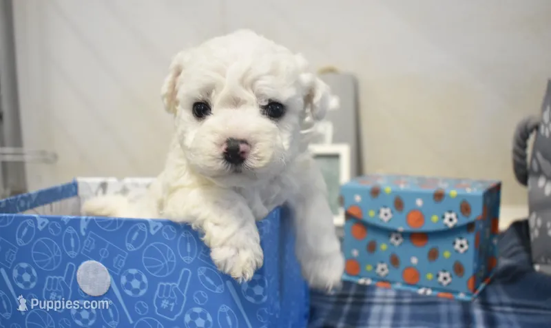 ryan – Bichon Frise puppy for sale in Grovespring, MO