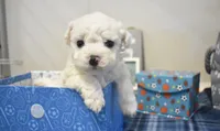 ryan, a male Bichon Frise for sale in Grovespring, MO – 1 of 7