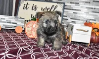 travis, a male Cairn Terrier for sale in Grovespring, MO – Photo 2 of 10