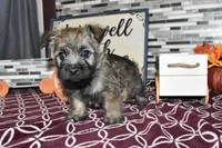 travis, a male Cairn Terrier for sale in Grovespring, MO – Photo 10 of 10