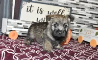 travis, a male Cairn Terrier for sale in Grovespring, MO – Photo 4 of 10