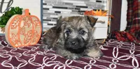 travis, a male Cairn Terrier for sale in Grovespring, MO – Photo 7 of 10