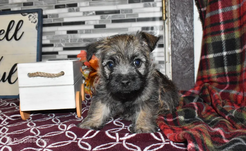 travis, a male Cairn Terrier for sale in Grovespring, MO – Photo 1 of 10