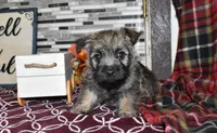 travis, a male Cairn Terrier for sale in Grovespring, MO – Photo 1 of 10