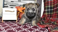 travis, a male Cairn Terrier for sale in Grovespring, MO – Photo 5 of 10