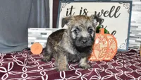 travis, a male Cairn Terrier for sale in Grovespring, MO – Photo 8 of 10