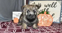 travis, a male Cairn Terrier for sale in Grovespring, MO – Photo 3 of 10