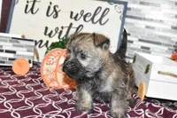 travis, a male Cairn Terrier for sale in Grovespring, MO – Photo 9 of 10
